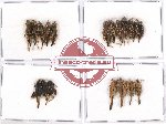 Scientific lot no. 16 Orthoptera (20 pcs A, A-, A2)