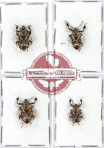 Scientific lot no. 347 Heteroptera (Pentatomidae) (4 pcs - 2 pcs A2)