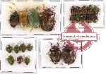 Scientific lot no. 352 Heteroptera (Pentatomidae) (23 pcs A, A-, A2)