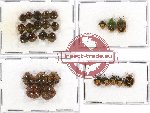Scientific lot no. 353 Heteroptera (Pentatomidae) (27 pcs - 3 pcs A2)