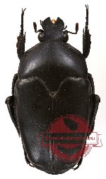 Ischiopsopha (s.str) durvillei (A-)