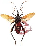 Mictis sp. 3 (SPREAD)