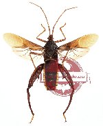 Mictis sp. 4 (SPREAD)