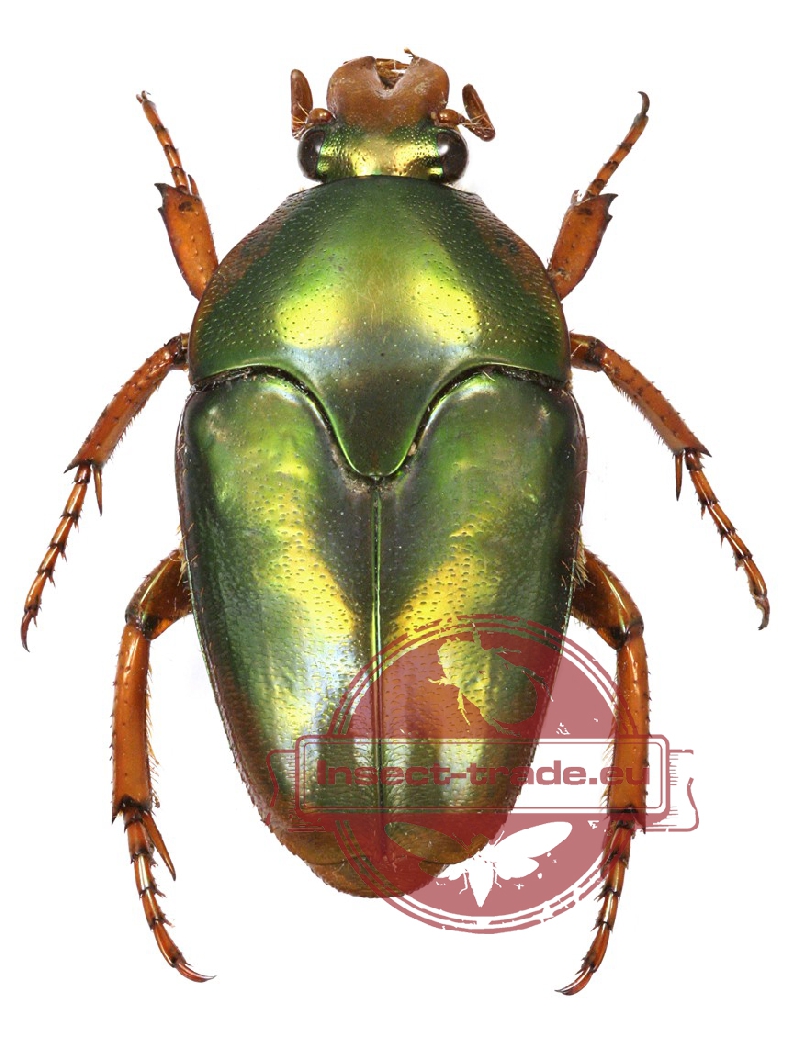 BO03 # lot of 10pcs beetle Cetonidae Herculasia Dicranocephalus wallichii 