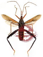 Mictis sp. 5 (SPREAD)