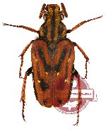 Euselates (s.str.) stricticollis (5 pairs)