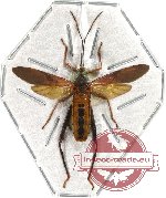 Mictis sp. 6 (SPREAD)