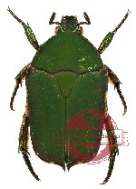 Protaetia (Netociomima) salomoensis (25 pcs)