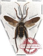 Mictis sp. 7 (SPREAD)