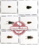 Scientific lot no. 244 Carabidae (6 pcs)