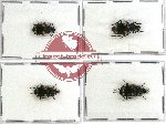 Scientific lot no. 243 Carabidae (Craspedophorus sp.) (4 pcs)