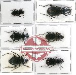 Scientific lot no. 253 Carabidae (Pterostichini) (6 pcs - 3 pcs A2)