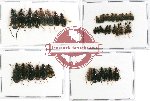 Scientific lot no. 249 Carabidae (40 pcs - 8 pcs A2)