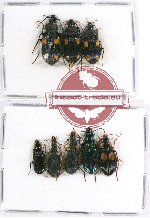 Scientific lot no. 241 Carabidae (8 pcs - 3 pcs A2)