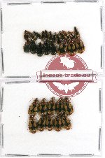 Scientific lot no. 245 Carabidae (30 pcs)