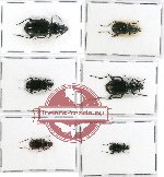 Scientific lot no. 251 Carabidae (6 pcs - 2 pcs A2)