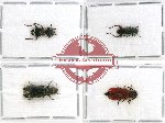 Scientific lot no. 40 Cleridae (4 pcs - 1 pc A2)