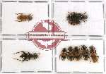 Scientific lot no. 41 Cleridae (9 pcs - 2 pcs A2)