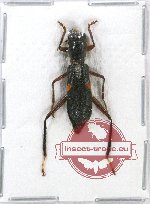 Cleridae sp. 27