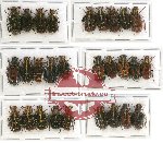 Scientific lot no. 9 Cetoniinae (Euselates spp.) (28 pcs)