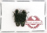 Scientific lot no. 53 Buprestidae (Coraebus sp.) (2 pcs A2)