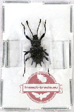 Endomychidae sp. 7 (A2)