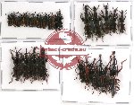 Scientific lot no. 46 Brenthidae (29 pcs)