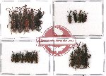 Scientific lot no. 47 Brenthidae (21 pcs - 3 pcs A2)