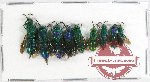 Scientific lot no. 9A Chrysididae (9 pcs A-, A2)