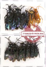 Scientific lot no. 127 Hymenoptera (11 pcs A-, A2)