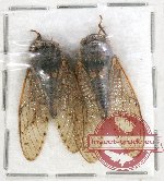 Scientific lot no. 7 Cicadidae (2 pcs)