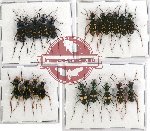 Scientific lot no. 28 Cicindelidae (20 pcs A, A-, A2)