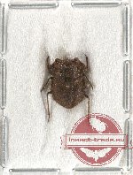 Nerthra sp. 2 (Gelastocoridae) (10 pcs)