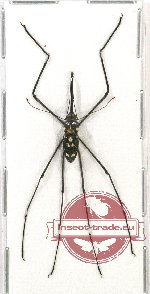 Curculionidae sp. 75