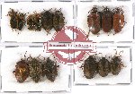 Scientific lot no. 339 Heteroptera (Pentatomidae) (15 pcs A-, A2)