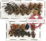 Scientific lot no. 314 Heteroptera (22 pcs A, A-, A2)