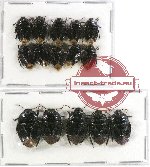 Scientific lot no. 334 Heteroptera (Cydnidae) (15 pcs)