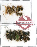 Scientific lot no. 342 Heteroptera (23 pcs A-, A2)