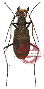 Calomera sanquineomaculata (4 pcs A2)