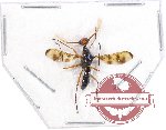 Diopsidae sp. 3
