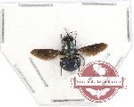 Diptera sp. 38