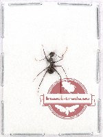 Formicidae sp. 65 (10 pcs)