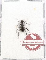Formicidae sp. 63 (10 pcs)