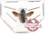 Hymenoptera sp. 102
