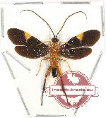 Ichneumonidae sp. 9