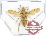 Polistes sp. 7 (5 pcs)