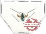 Chrysididae sp. 4