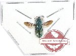 Chrysididae sp. 3