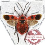 Parastrachia sp. 1 (A2) (SPREAD)