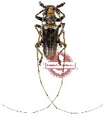 Acalolepta timorlautensis